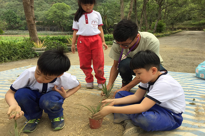 F. Growing Pineapple